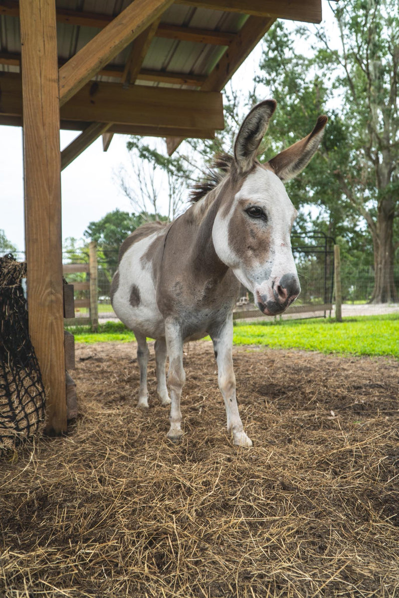 Come join us and experience our Donkeys