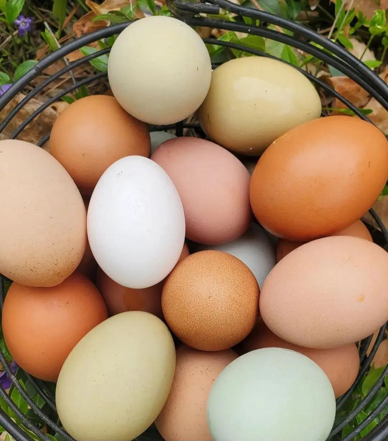 Come experience our farm fresh eggs